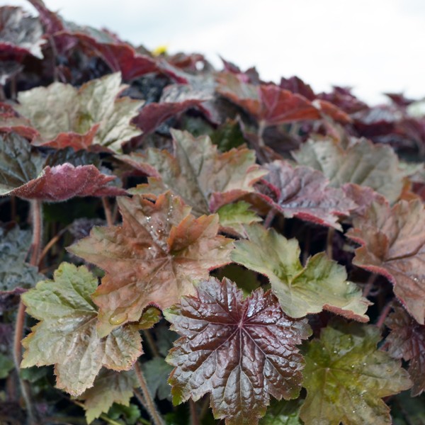 Palace Purple Coral Bells image