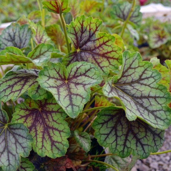 Green Spice Coral Bells image