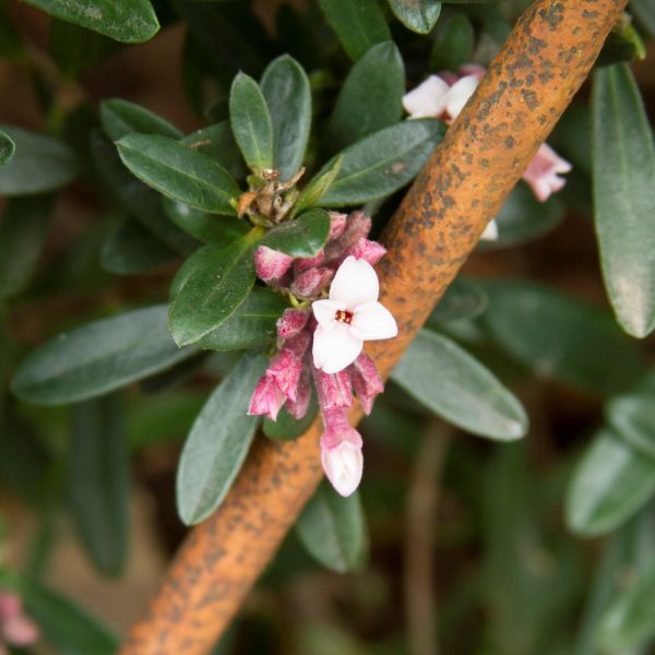 Daphne Eternal Fragrance image