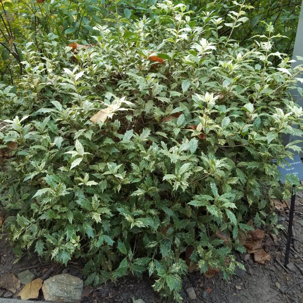 Goshiki False Holly image