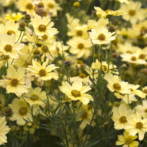 Coreopsis Creme Brulee image