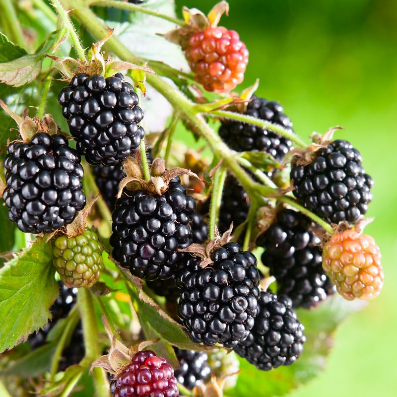 Black Satin Blackberry image