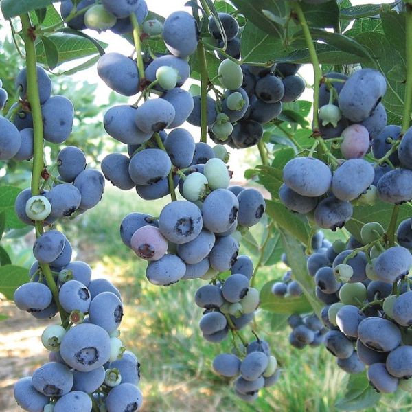 Liberty Blueberry image