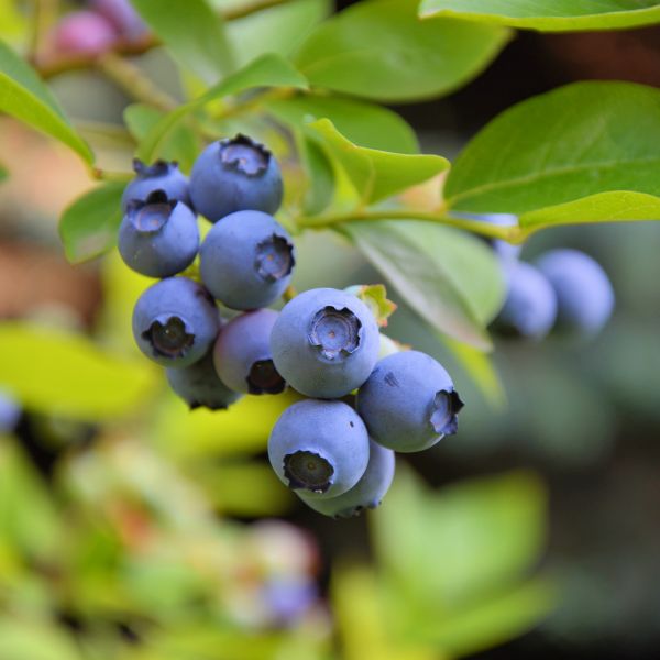 Bluberry 'Sunshine Blue' image