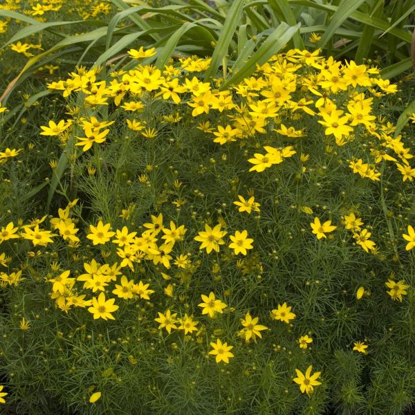 Zagreb Coreopsis image