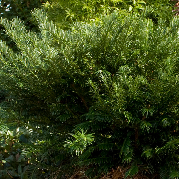 Yewtopia Plum Yew image