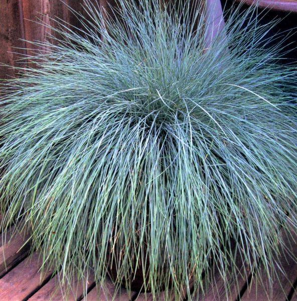 Beyond Blue Festuca: Hardy and Beautiful Ornamental Grass | Kunstgräser