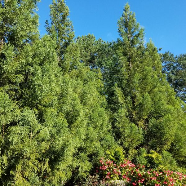 Cryptomeria Yoshino image