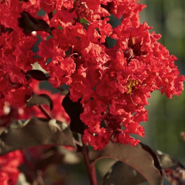 Black Diamond Best Red Crape Myrtle image