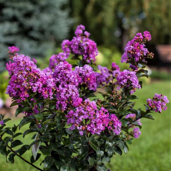 Purple Magic Crape Myrtle image