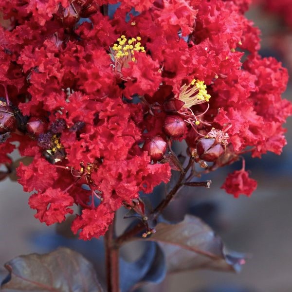 Black Diamond Red Hot Crape Myrtle image