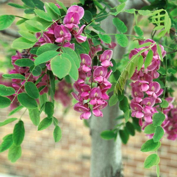 Purple Robe Locust Tree Robinia pseudoacacia 'Purple Robe'