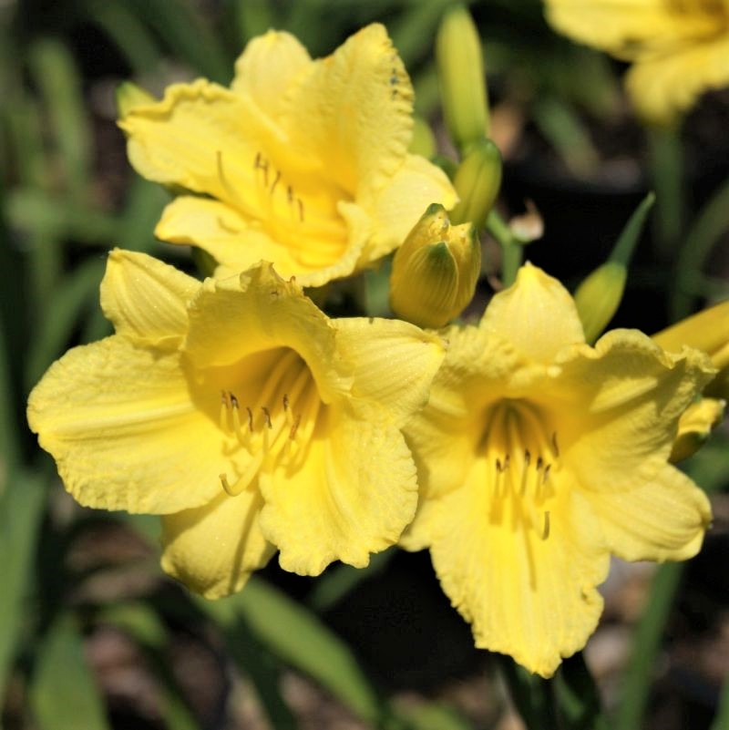 Happy Returns Daylily image