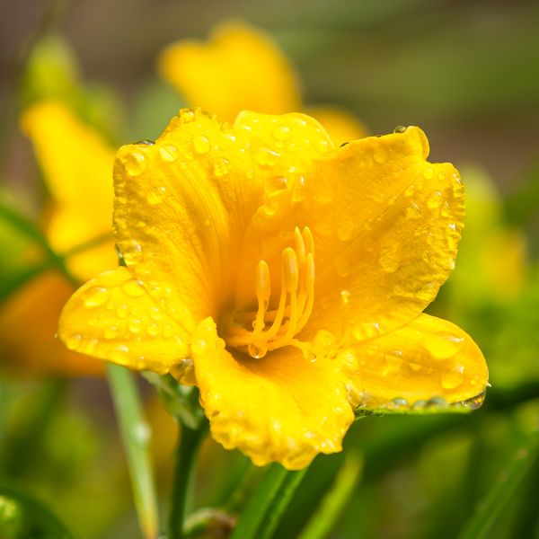 Stella de Oro Daylily image
