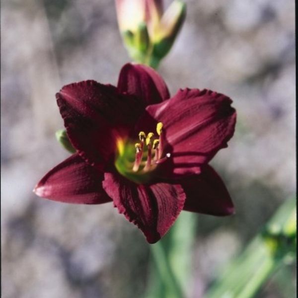 Pardon Me Daylily image