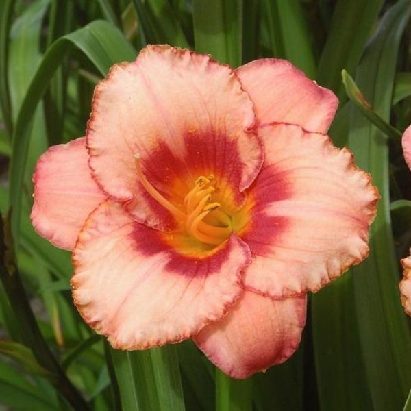 Strawberry Candy Daylily image