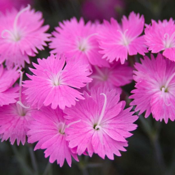 Firewitch Dianthus image