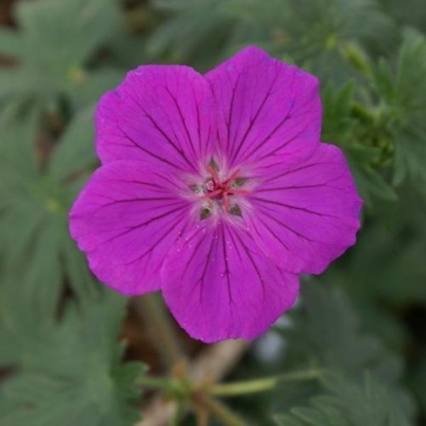 Tiny Monster Geranium image