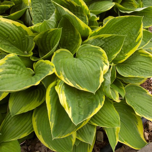 Hosta Fortunei Aureomarginata image