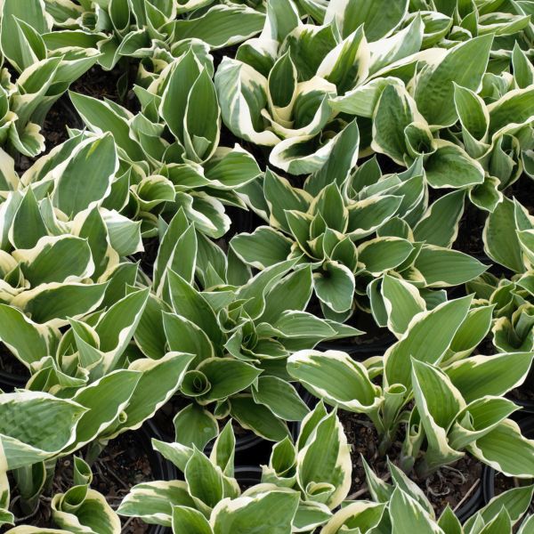 Francee Hosta image