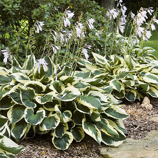 Patriot Hosta image