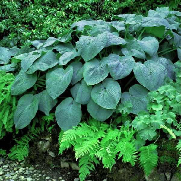 Elegans Hosta image