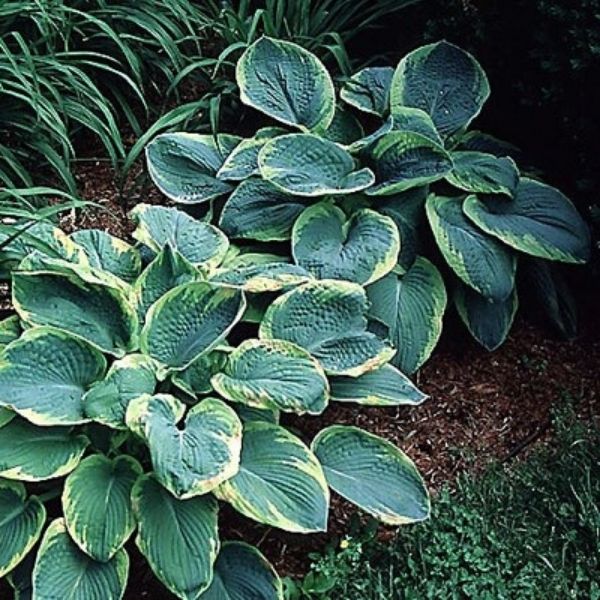 Frances Williams Hosta image