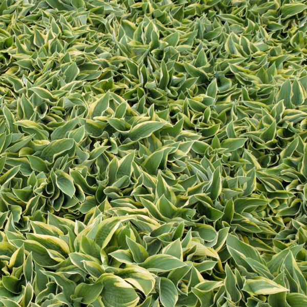 Wide Brim Hosta image