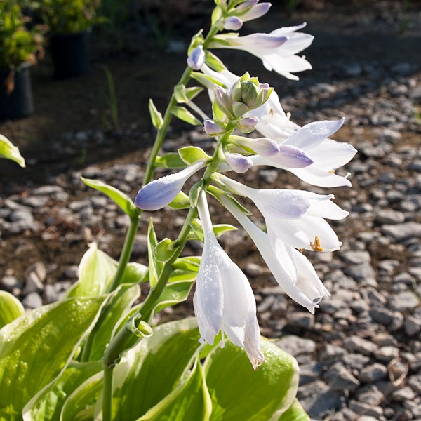 Fragrant Bouquet Hosta image