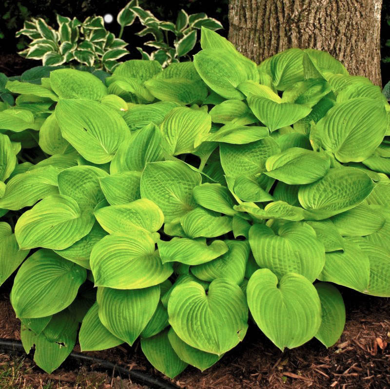 August Moon Hosta image