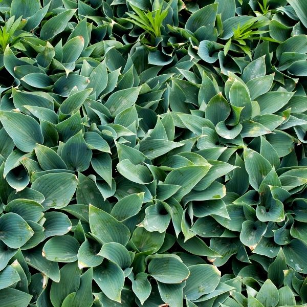 Halcyon Hosta image