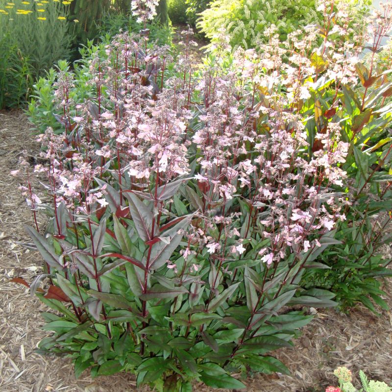 Husker Red Penstemon image