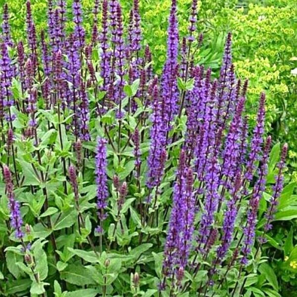Caradonna Salvia image