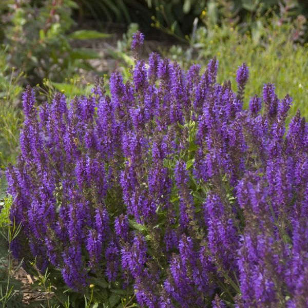 Marcus Salvia image
