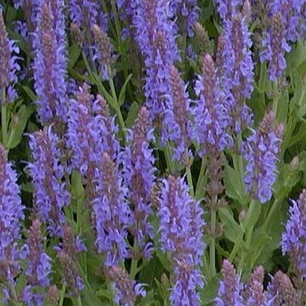 Salvia Blue Hill image