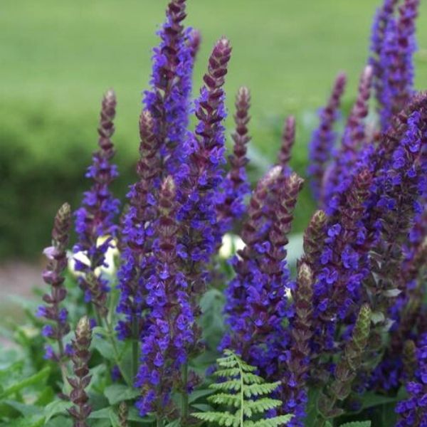 East Friesland Salvia image