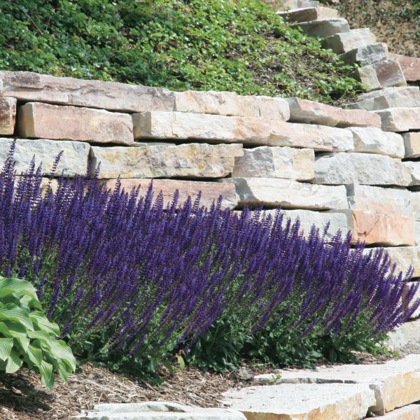 May Night Salvia image