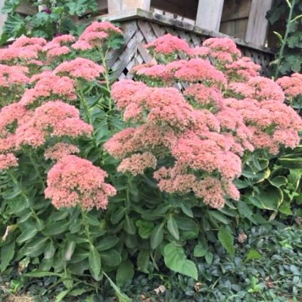 Autumn Joy Sedum image