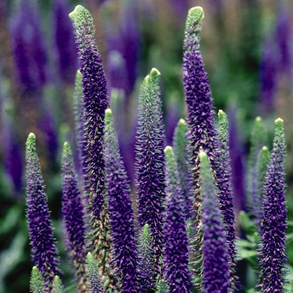 Royal Candles Speedwell Veronica image
