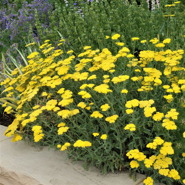 Moonshine Yarrow image