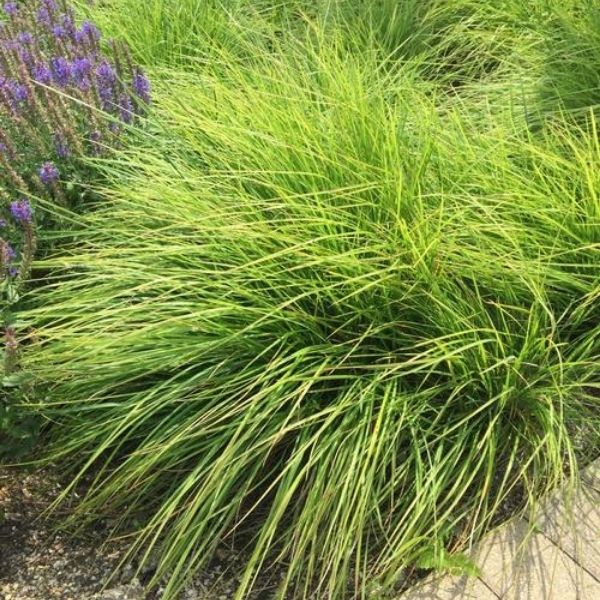Autumn Moor Grass image