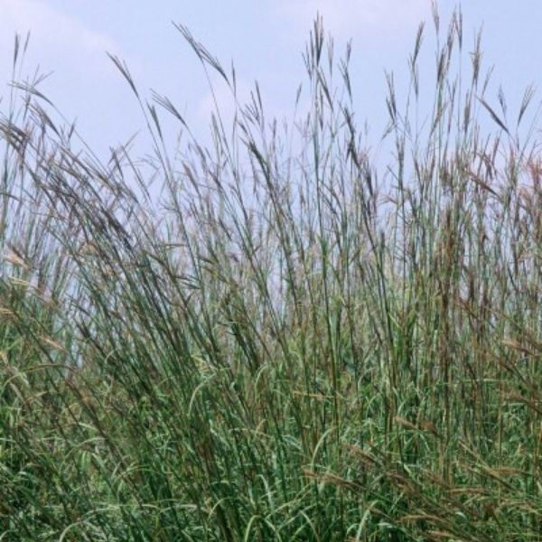 Big Bluestem Grass image
