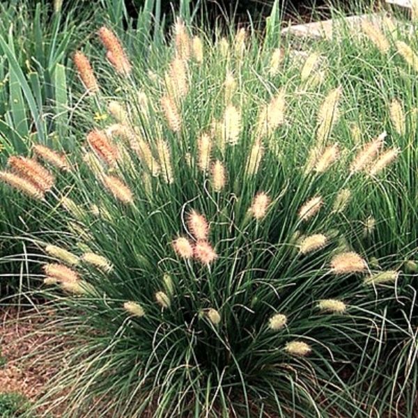Dwarf Fountain Grass image