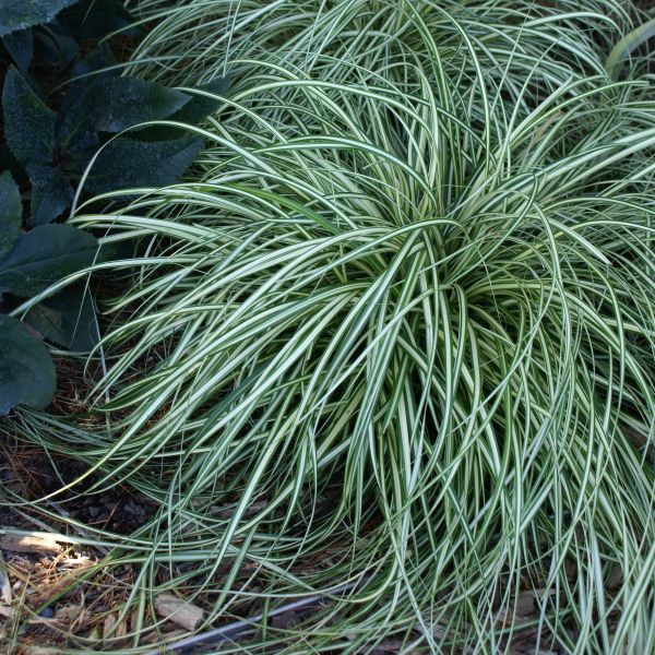 Evergold Sedge Grass image
