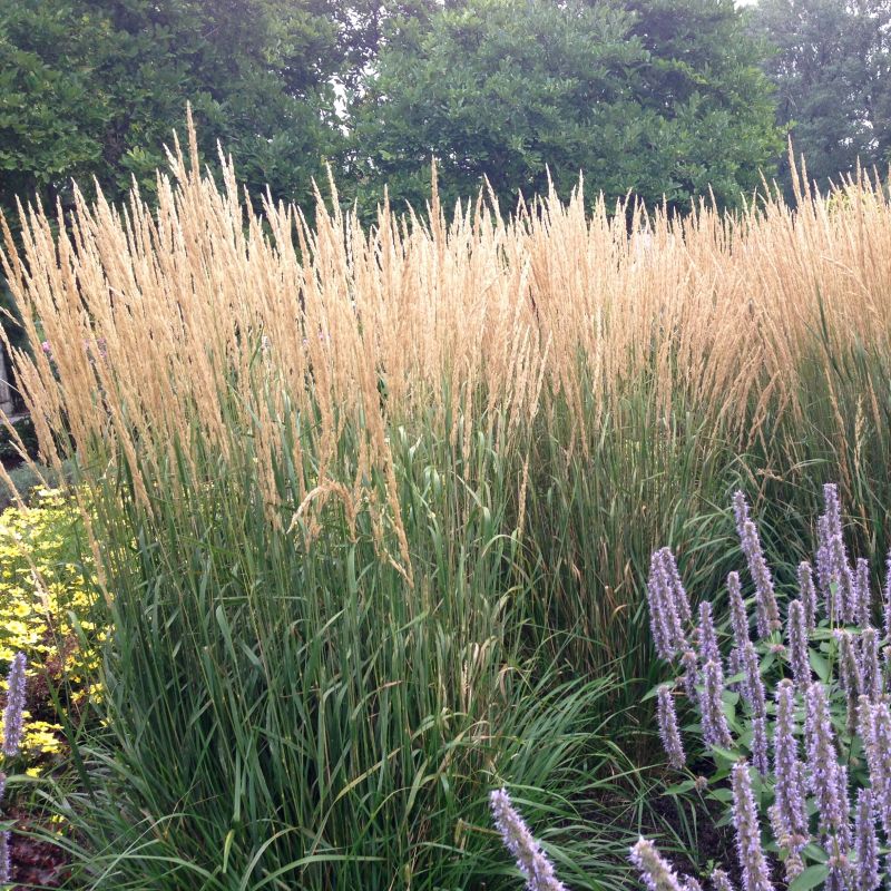 Karl Foerster Feather Reed Grass image