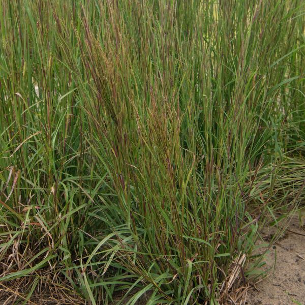 Little Bluestem Grass image