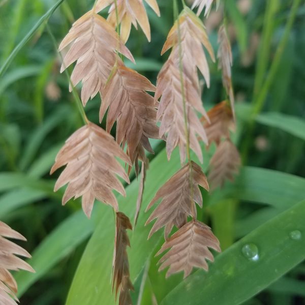 Northern Sea Oats Grass image