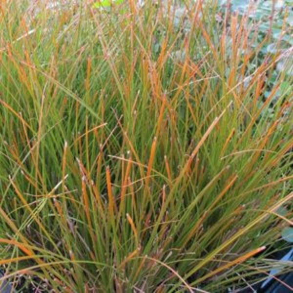 Orange New Zealand Sedge Grass image