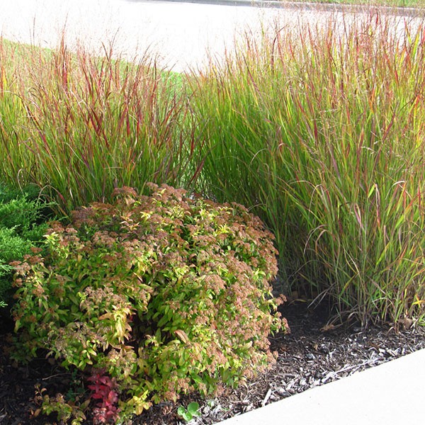Shenandoah Switch Grass image