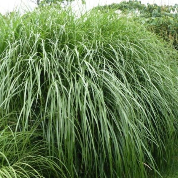 Miscanthus Morning Light Grass image